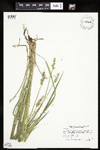 Carex stipata var. stipata image
