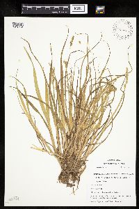 Carex stipata var. stipata image