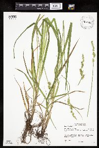 Carex stipata var. stipata image