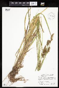 Carex stipata var. stipata image