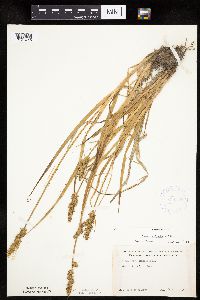 Carex stipata var. stipata image