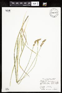 Carex stipata var. stipata image