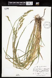 Carex stipata var. stipata image