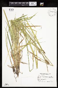 Carex stipata var. stipata image