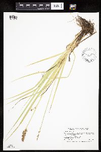 Carex stipata var. stipata image