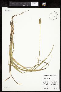 Carex stipata var. stipata image