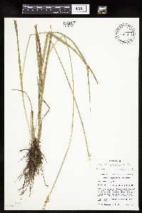 Carex stipata var. stipata image