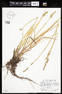 Carex stipata var. stipata image