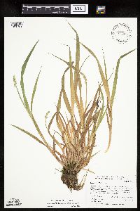 Carex stipata var. stipata image