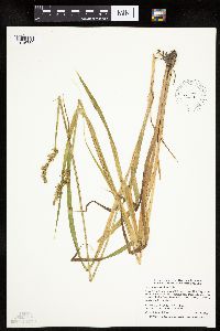 Carex stipata var. stipata image