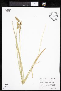 Carex stipata var. stipata image