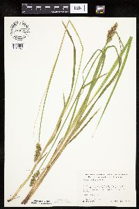 Carex stipata var. stipata image