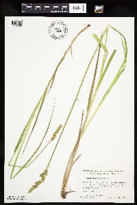 Carex stipata var. stipata image