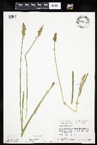 Carex stipata var. stipata image