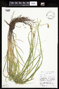 Carex stipata var. stipata image