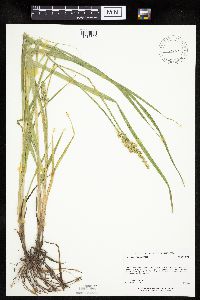 Carex stipata var. stipata image