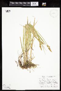 Carex stipata var. stipata image
