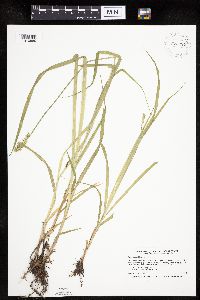 Carex stipata var. stipata image