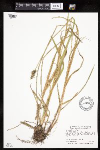 Carex stipata var. stipata image