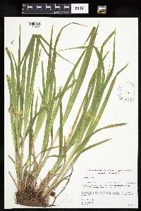 Carex stipata var. stipata image