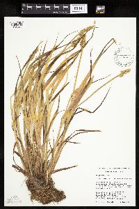 Carex stipata var. stipata image