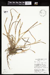 Carex stipata var. stipata image