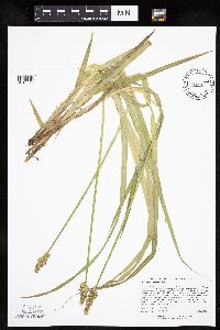 Carex stipata var. stipata image