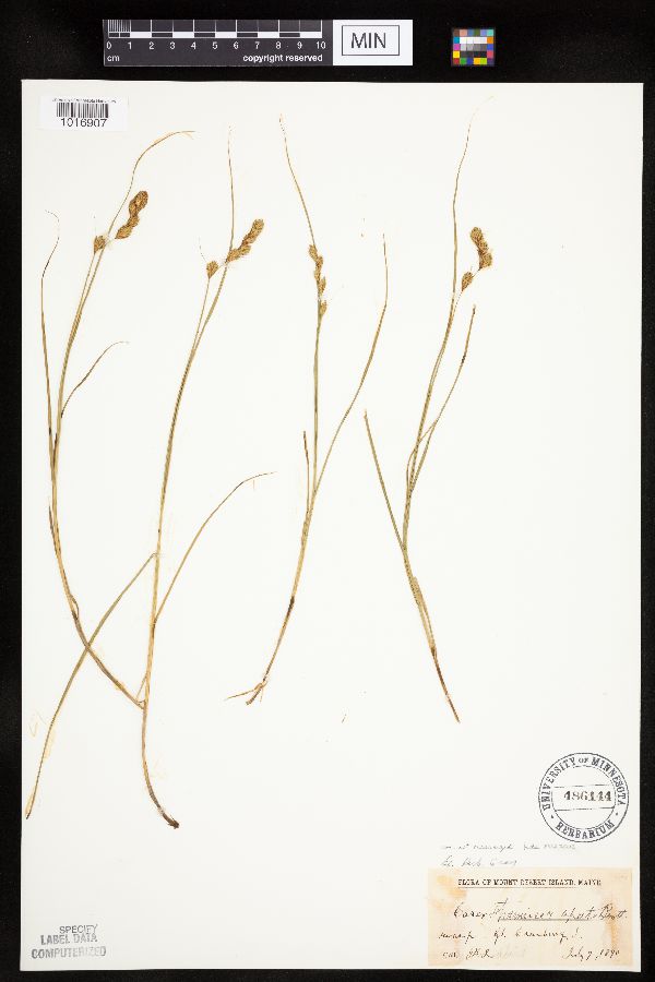 Carex straminea image