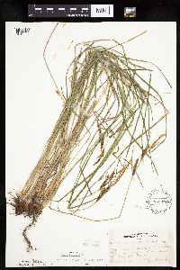 Carex haydenii image