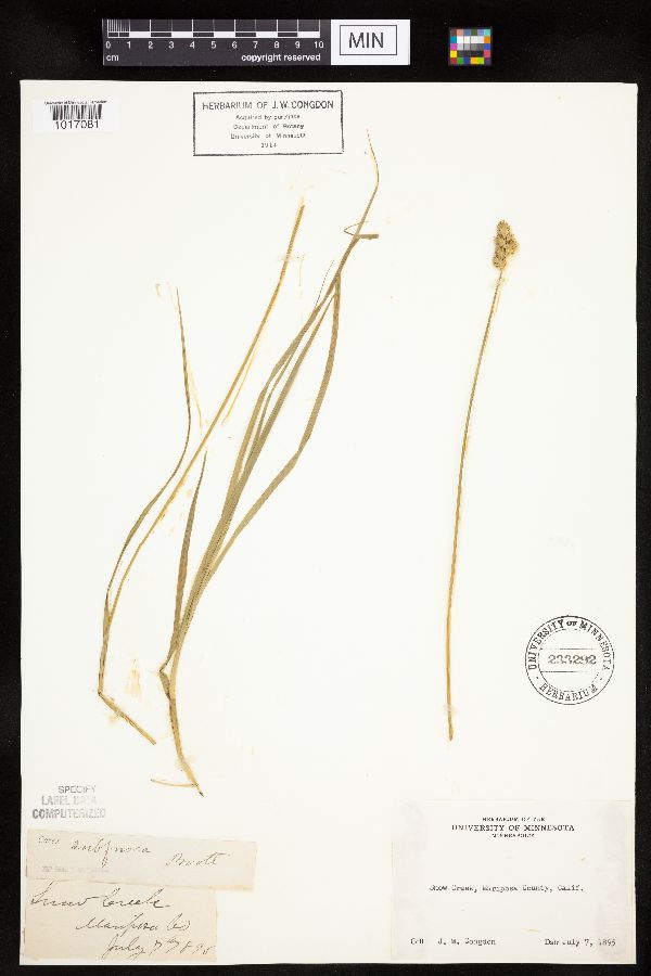 Carex subfusca image