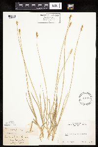 Carex subfusca image