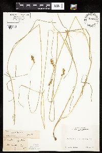 Carex subfusca image