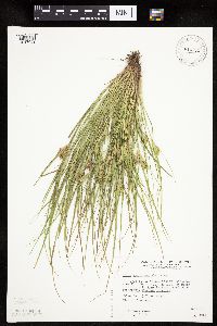 Carex sychnocephala image