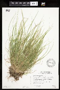 Carex sychnocephala image