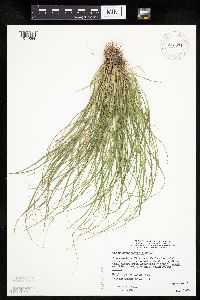 Carex sychnocephala image