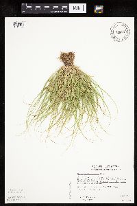 Carex sychnocephala image