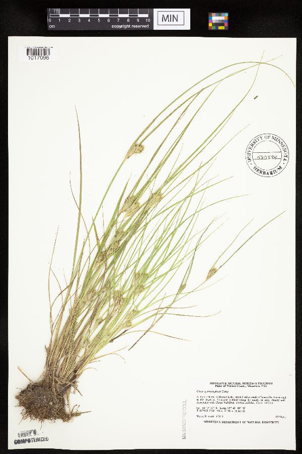 Carex sychnocephala image