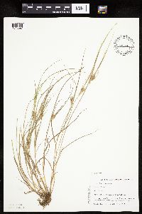 Carex sychnocephala image