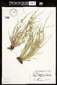 Carex sychnocephala image