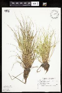 Carex sychnocephala image