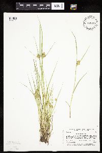 Carex sychnocephala image