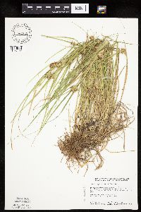 Carex sychnocephala image