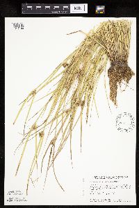 Carex sychnocephala image