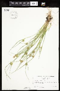Carex sychnocephala image