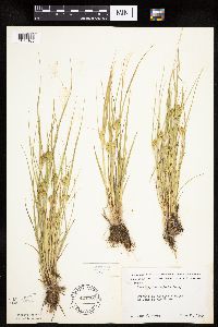 Carex sychnocephala image