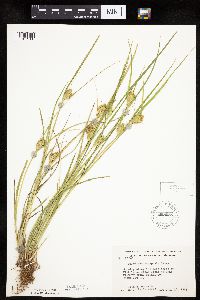 Carex sychnocephala image
