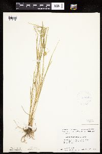 Carex sychnocephala image