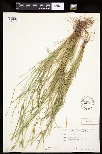 Carex sychnocephala image