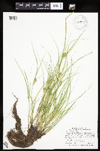 Carex sychnocephala image