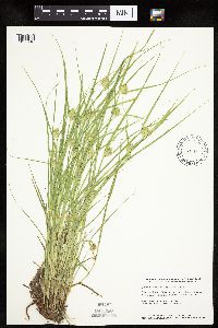 Carex sychnocephala image